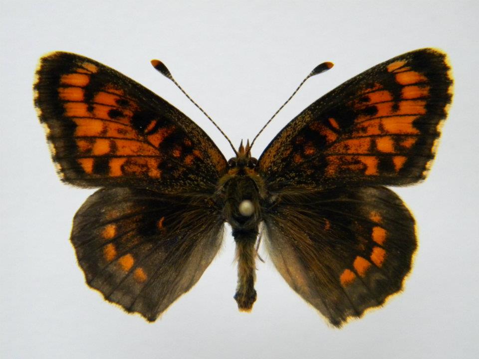 Melitaea phoebe abb 2 (Internet Image property of respective owner, non-commercial use only)